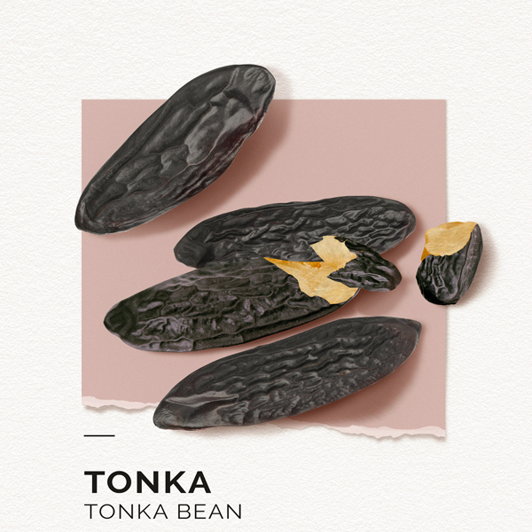 tonka eau de parfum