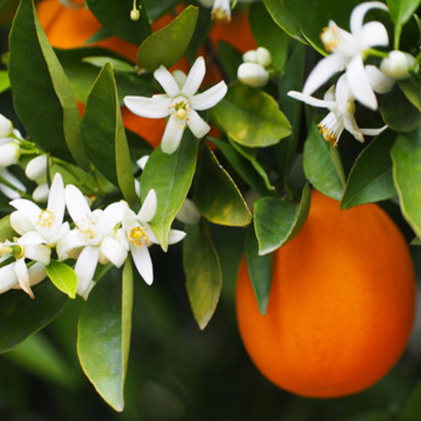 orange blossom